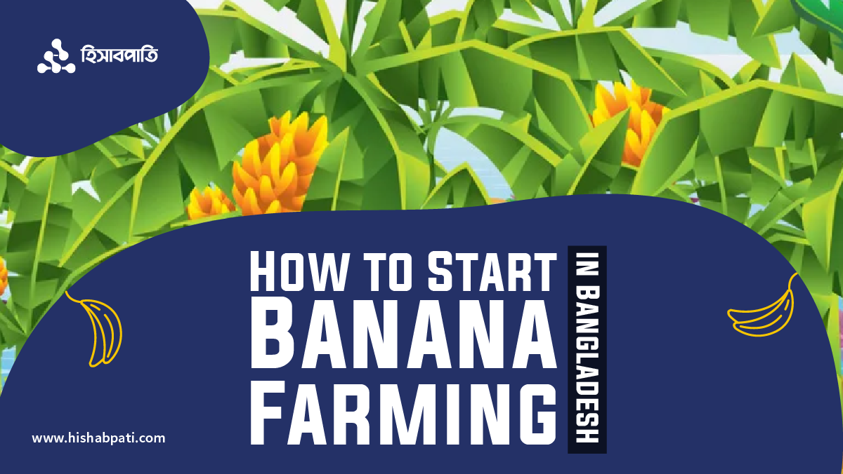 How to Start Banana Farming in Bangladesh in 2023 HishabPati